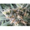 Critical Neville Haze 2.0